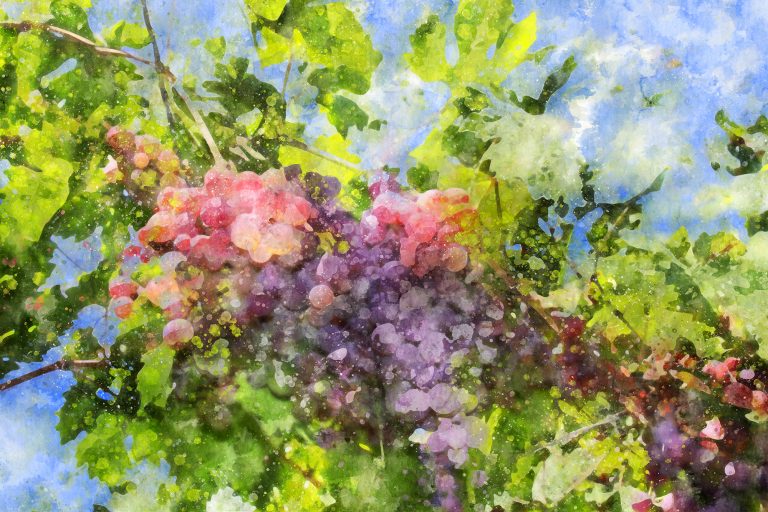 grappe-de-vigne