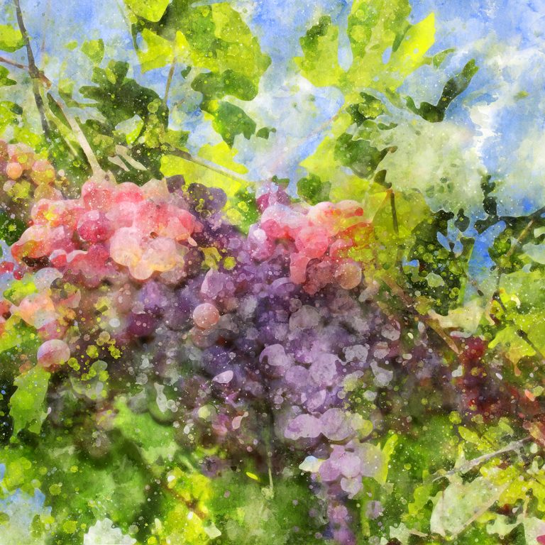 grappe-de-vigne
