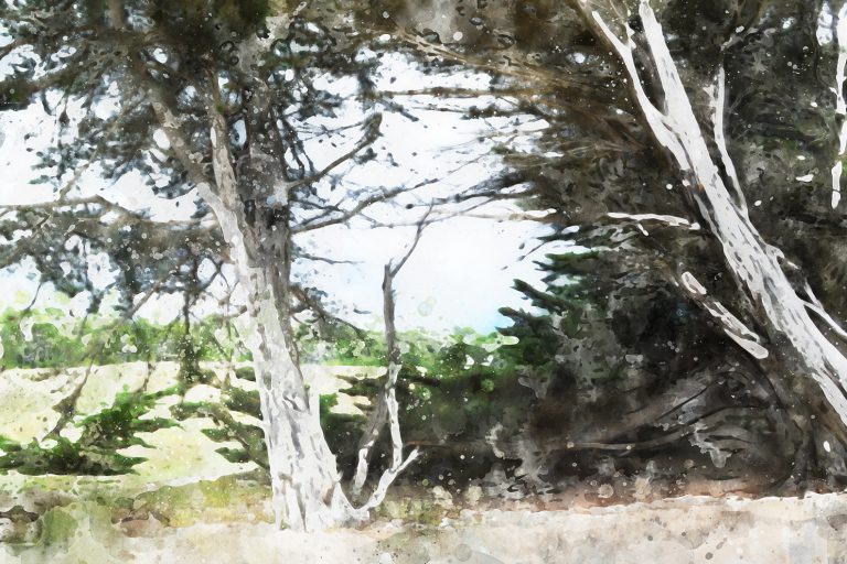 les-deux-arbres-04-D Bazas - “Les deux frères de la grande prairie”