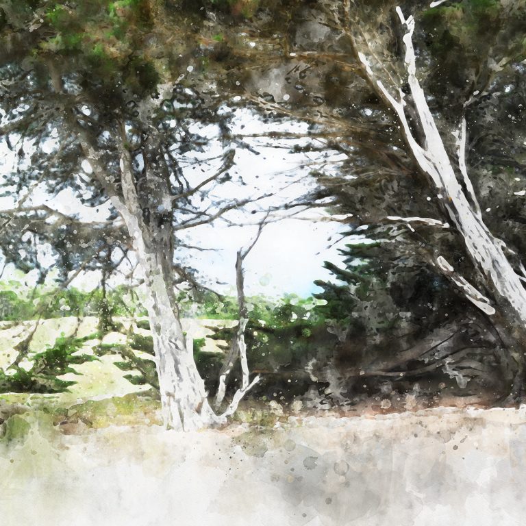 les-deux-arbres-04-D Bazas - “Les deux frères de la grande prairie”