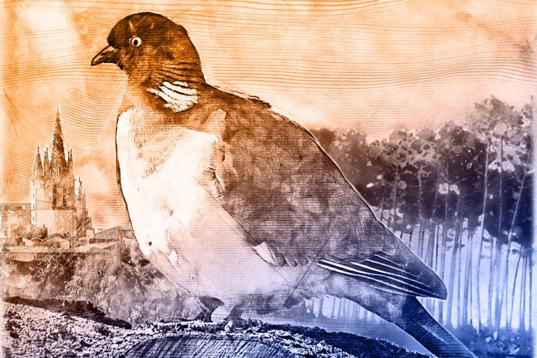 Palombe-HandDraw-2000