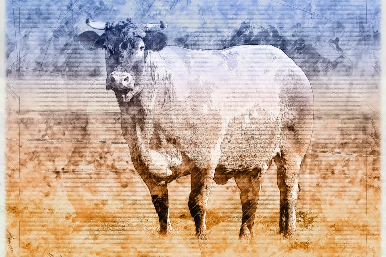 “Bazadaise dans les prés” Dessin d‘art - Grise de Bazas - Bœufs de Bazas