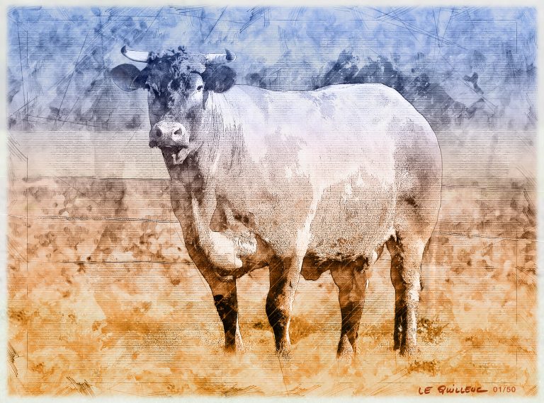 Dessin d‘art - Grise de Bazas - Bœufs de Bazas