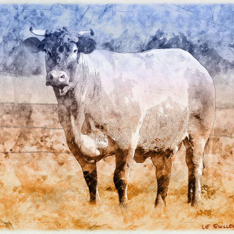 “Bazadaise dans les prés” Dessin d‘art - Grise de Bazas - Bœufs de Bazas
